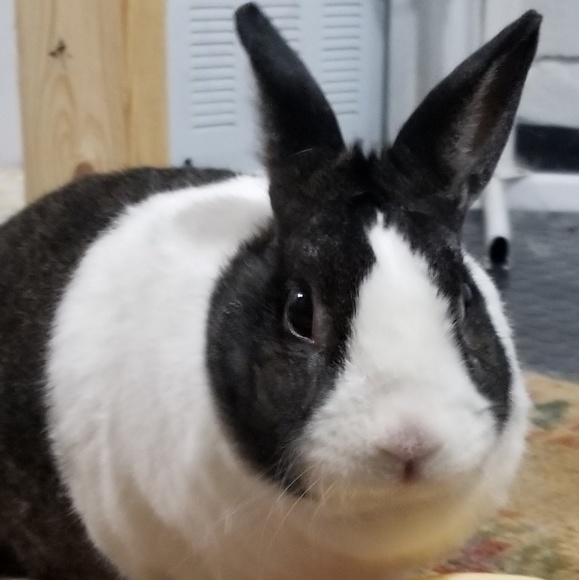 Meet your Posher, Shelli - Picture 3 of 3